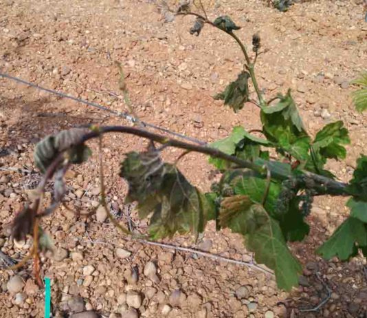 ASAJA denuncia que los seguros agrarios de la nueva campaña vienen con subidas desmedidas en las pólizas 10 días de plazo desde la helada para dar parte del siniestro