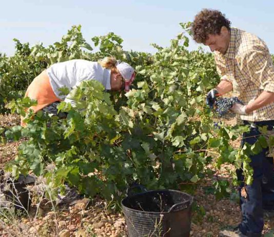 ASAJA Valladolid insiste en que los precios de la uva deben ir al alza ASAJA Valladolid insiste en que los precios de la uva deben ir al alza