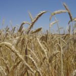 15 de noviembre, último día para aplicar el 5% de bonificación al contratar el seguro de cultivos herbáceos ASAJA VALLADOLID activa un novedoso Plan contra el grave problema de nascencia que afecta a los agricultores de la región