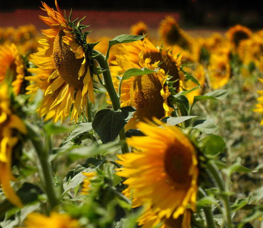 ASAJA valora que se incremente la subvención de modernización de explotaciones, pero pide que se abonen los expedientes pendientes Campo girasoles