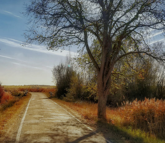 Contra la despoblación falta dinero y sobran conferencias Campo y carretera