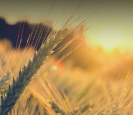 Comienza el periodo para contratar el seguro de cultivos herbáceos Trigo