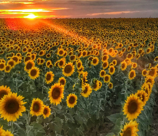 Se venden 1,82 derechos de la Región 1 Campo girasoles