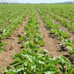 ENESA amplía el seguro para explotaciones de remolacha hasta el 21 de octubre Cambios importantes para la Ayuda Agroambiental de la Remolacha Azucarera