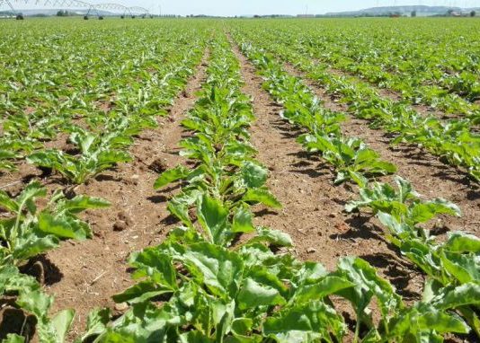 Jornada sobre los aspectos clave del cultivo de Remolacha Azucarera Cambios importantes para la Ayuda Agroambiental de la Remolacha Azucarera