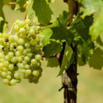 Curso online gratuito de viticultura ecológica El 25 de marzo finaliza el plazo para contratar el Seguro de Primavera de Uva de Vino con cobertura frente a la helada