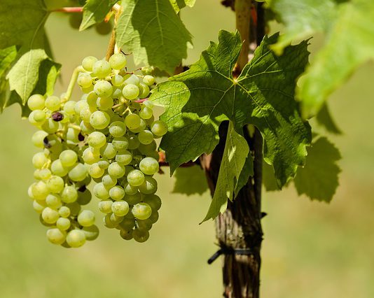 El 25 de marzo finaliza el plazo para contratar el seguro de primavera de uva de vino El 25 de marzo finaliza el plazo para contratar el Seguro de Primavera de Uva de Vino con cobertura frente a la helada