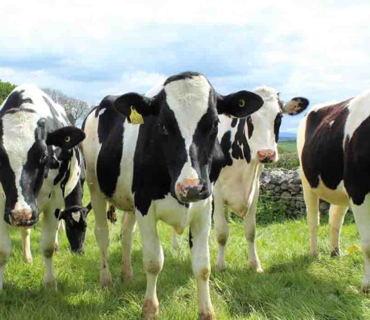 Importes ayudas asociadas 2019 vaca nodriza, vacuno de leche, caprino y derechos especiales en ovino y caprino El 41% de las explotaciones de vacuno de leche de Castilla y León no ha incrementado su tamaño