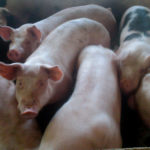 Últimos días para solicitar las ayudas de cochinillo, cerdo ibérico y lidia Cerdos