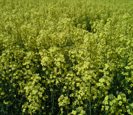 Se venden 3 parcelas rústicas en la provincia de Valladolid Colza