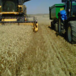 Se venden 16,75 derechos de la Región 1 Cosechar