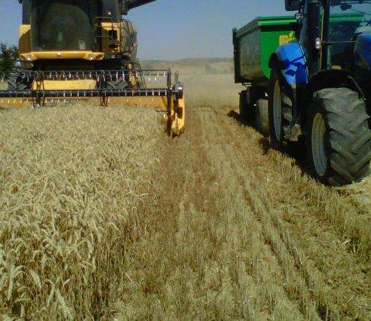 Se venden 16,75 derechos de la Región 1 Cosechar