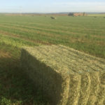 Se venden 15,04 derechos de la Región 7 Paquete paja