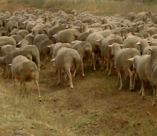 OPAS y cooperativas de ovino de Castilla y León reclaman la intervención de la Administración Rebaño ovejas