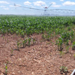 Se venden 4 derechos de regadío de la región 7 Riego del mariz