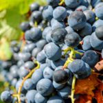 Comienza el plazo de suscripción del seguro de uva de vino El 20 de diciembre finalizan los periodos de suscripción de uva de vino y cultivos herbáceos.JPEG