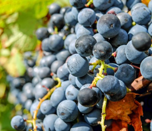 Se amplía los períodos de suscripción y de modificación del seguro agrario El 20 de diciembre finalizan los periodos de suscripción de uva de vino y cultivos herbáceos.JPEG