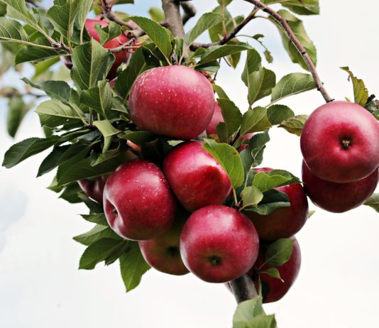 El sector de la fruta dulce reclama medidas de apoyo urgentes para que los productores El sector de la fruta dulce reclama medidas de apoyo urgentes para que los productores.jpeg