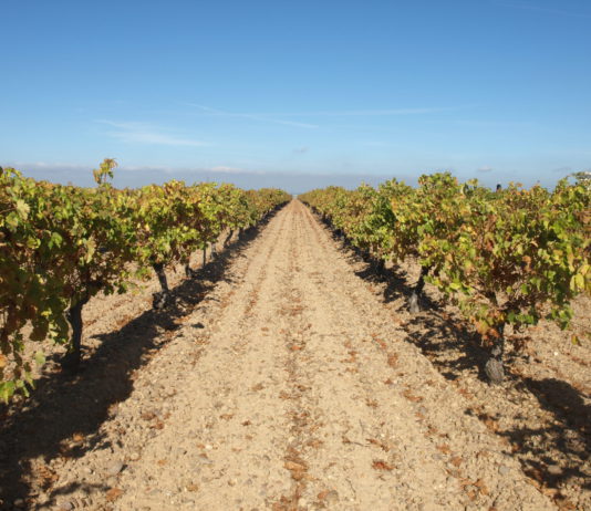 ASAJA Valladolid celebrará una jornada en Peñafiel ASAJA Valladolid celebra esta tarde una jornada en Peñafiel