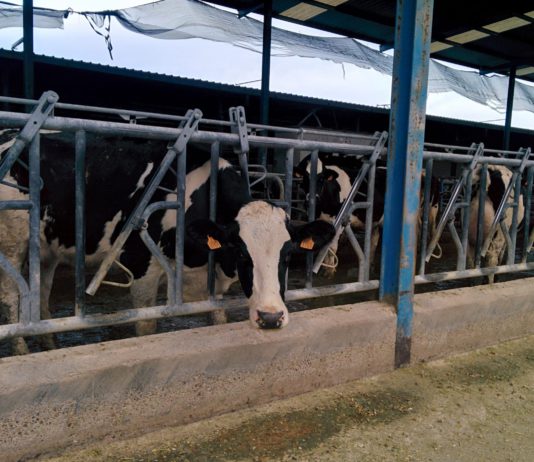 ASAJA pide que no suba el IBI en las naves agrícolas y ganaderas ASAJA pide que no suba el IBI en las naves agrícolas y ganaderas