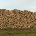 ASAJA Valladolid organiza este miércoles 31 una jornada sobre remolacha azucarera ASAJA Valladolid organiza una jornada sobre remolacha azucarera