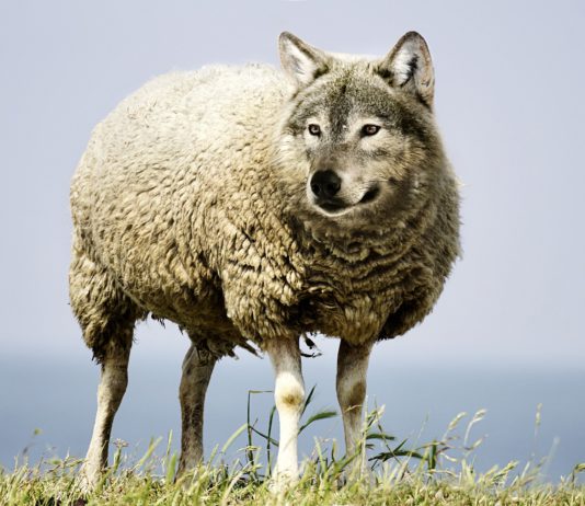 ASAJA pide a bruselas que no permita que la expansión del lobo “acorrale y expulse a los ganaderos ASAJA pide a bruselas que no permita que la expansión del lobo
