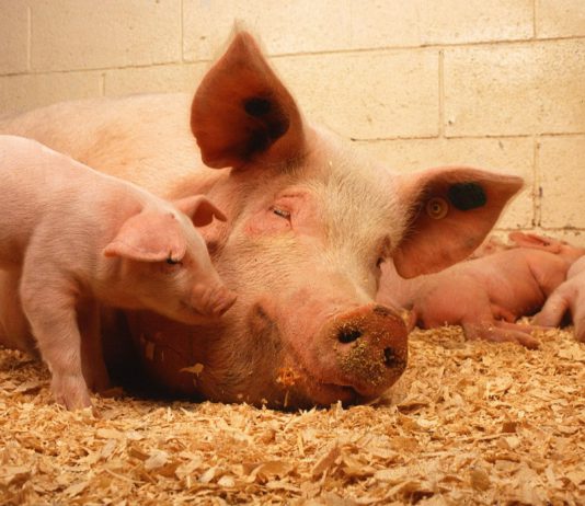 ASAJA ve imposible cumplir la normativa sobre gestión de purines y pide que se retrase ASAJA ve imposible cumplir la normativa sobre gestión de purines y pide que se retrase