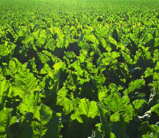 ASAJA Valladolid organiza este miércoles 31 de enero una jornada sobre remolacha azucarera ASAJA Valladolid organiza este miércoles 31 una jornada sobre remolacha azucarera