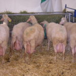 Los ganaderos deben actualizar el censo antes del 1 de marzo Los ganaderos deben actualizar el censo antes del 1 de marzo