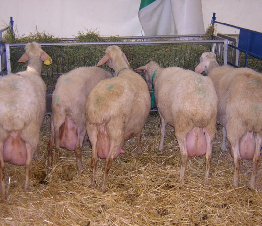 Los ganaderos deben actualizar el censo antes del 1 de marzo Los ganaderos deben actualizar el censo antes del 1 de marzo