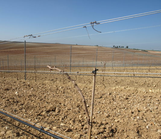Nuevas plantaciones de viñedo, hasta el 28 de febrero Nuevas plantaciones de viñedo, hasta el 28 de febrero