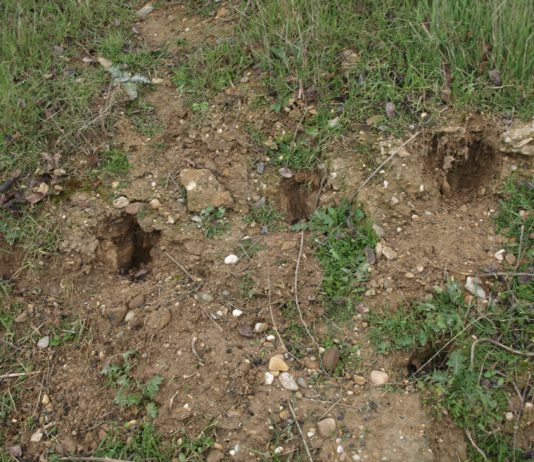ASAJA Valladolid sigue trabajando para acabar con la plaga de conejos madrigueras conejos