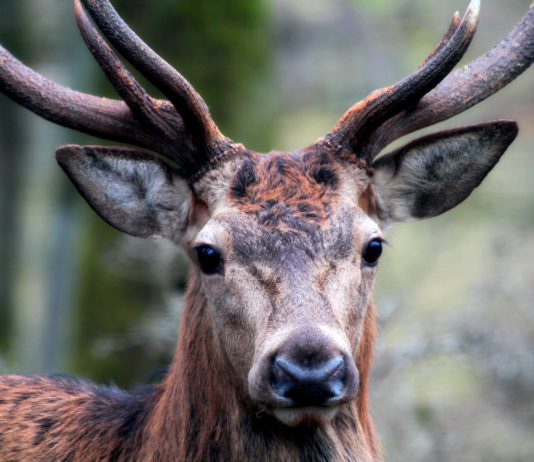 ASAJA VALLADOLID se suma la concentración en defensa de la caza ciervo