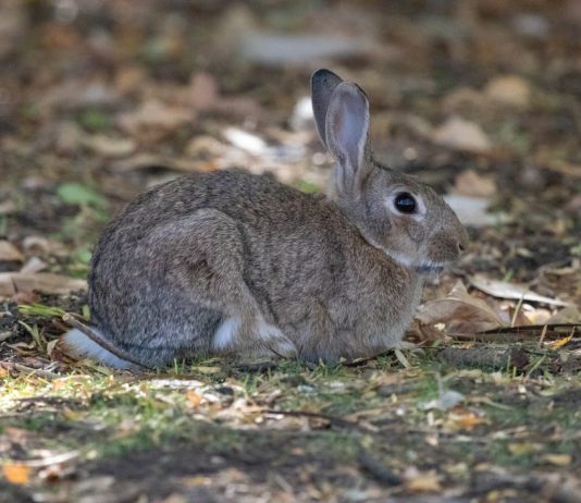 ASAJA VALLADOLID y la UCCL convocan una reunión de afectados por los daños de los conejos ASAJA VALLADOLID pone a disposición de los afectados por la plaga de conejos sus Servicios Jurídicos