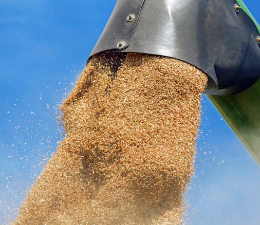 ASAJA exige que Castilla y León se beneficie de la tendencia alcista del precio del cereal ASAJA exige que Castilla y León se beneficie de la tendencia alcista del precio del cereal