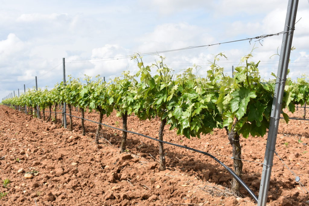 Asaja Valladolid celebra este lunes 23 de julio en Rueda una Jornada sobre Viñedo