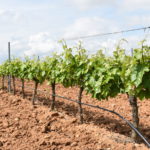 Próxima finalización de los plazos de contratación de seguros Asaja Valladolid celebra este lunes 23 de julio en Rueda una Jornada sobre Viñedo