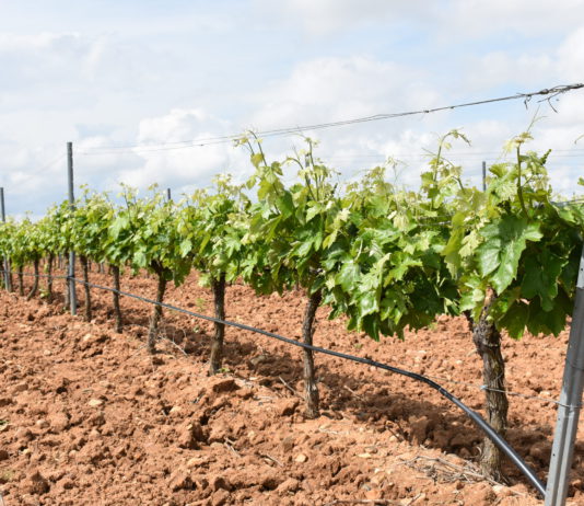 Tramita tú ayuda de Reestructuración y Reconversión de Viñedo con ASAJA VALLADOLID Asaja Valladolid celebra este lunes 23 de julio en Rueda una Jornada sobre Viñedo