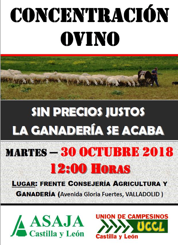 cartel ovino