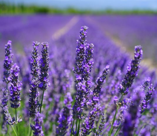 Jornada sobre el cultivo de plantas aromáticas Jornada sobre el cultivo de plantas aromáticas