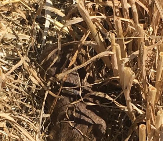 ASAJA VALLADOLID pide a las administraciones más medidas preventivas contra los topillos topillo en cultivo