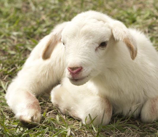 Asaja Valladolid enseñará a los ganaderos en una jornada a manejar la Unidad Veterinaria Virtual Asaja Valladolid enseñará a los ganaderos en una jornada a manejar la Unidad Veterinaria Virtual