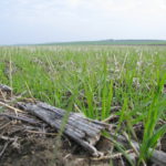 Agricultura de conservación sobre restos de girasol