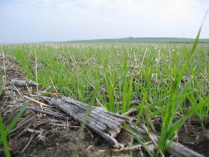 Agricultura de conservación sobre restos de girasol