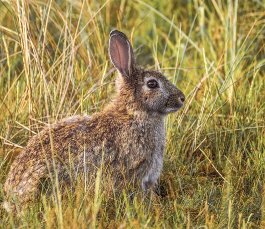 ASAJA VALLADOLID considera poco rigurosa la declaración del conejo como especie en peligro de extinción ASAJA VALLADOLID considera poco rigurosa la declaración del conejo como especie en peligro de extinción
