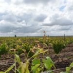 ASAJA VALLADOLID organiza un nuevo curso gratuito de identificación y control de plagas en viñedo Consejo Regulador de la Denominación de Origen Rueda