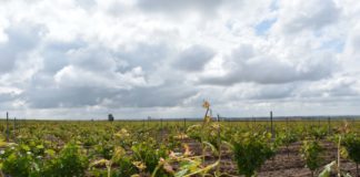 ASAJA VALLADOLID organiza un nuevo curso gratuito de identificación y control de plagas en viñedo Consejo Regulador de la Denominación de Origen Rueda