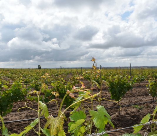ASAJA VALLADOLID organiza un nuevo curso gratuito de identificación y control de plagas en viñedo Consejo Regulador de la Denominación de Origen Rueda