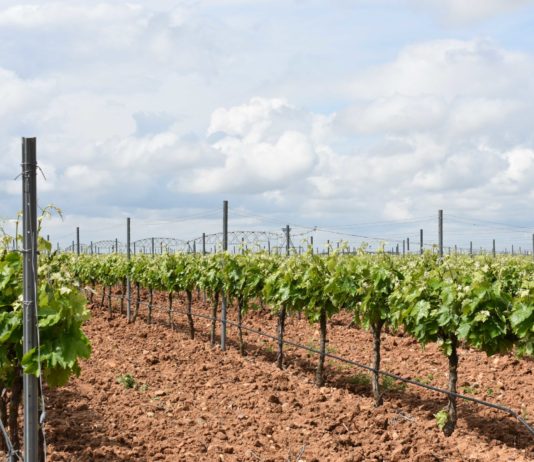 ASAJA VALLADOLID recurre a la Junta de Castilla y León contra el acuerdo de la D.O. Rueda por el cobro de tasas a los viticultores por encima del 45% ASAJA VALLADOLID recurre a la Junta de Castilla y León contra el acuerdo de la D.O. Rueda, por el cobro de tasas a los viticultores