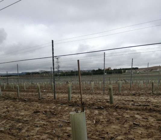 ASAJA VALLADOLID denuncia los daños de los corzos en la Ribera ASAJA VALLADOLID denuncia los daños de los corzos en la Ribera